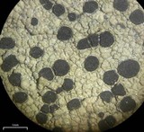 Rhizocarpon cinereovirens image