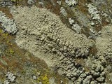 Tephromela atra var. atra image