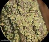 Hypocenomyce scalaris image