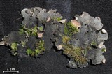 Peltigera ponojensis image