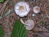 Inocybe ionocephala image