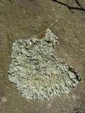 Punctelia missouriensis image