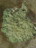 Punctelia missouriensis image