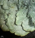 Punctelia missouriensis image
