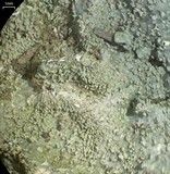 Punctelia missouriensis image