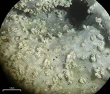 Punctelia missouriensis image