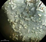 Punctelia missouriensis image