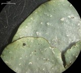 Punctelia missouriensis image