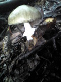 Amanita pseudoporphyria image