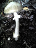 Amanita pseudoporphyria image