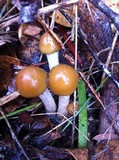 Psilocybe subaeruginosa image