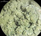 Baeomyces rufus image