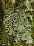 Fuscopannaria leucosticta image