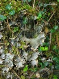 Peltigera polydactylon image