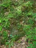 Peltigera polydactylon image