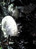 Amanita pseudoporphyria image