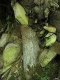 Psilolechia lucida image