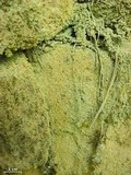 Image of Biatora chrysantha