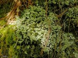 Cladonia squamosa image