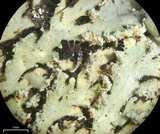 Heterodermia obscurata image