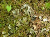 Peltigera horizontalis image