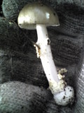 Amanita pseudoporphyria image