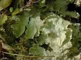 Peltigera leucophlebia image