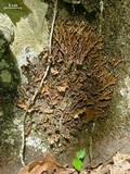 Peltigera phyllidiosa image