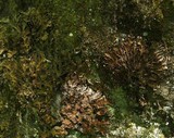 Peltigera phyllidiosa image