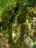 Peltigera phyllidiosa image
