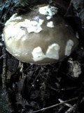 Amanita pseudoporphyria image
