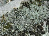 Cladonia petrophila image