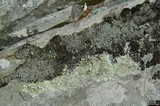 Cladonia petrophila image