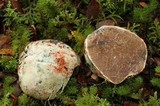 Octaviania tasmanica image