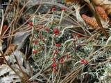 Cladonia macilenta var. bacillaris image
