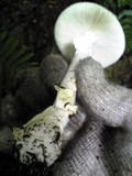 Amanita pseudoporphyria image