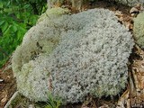 Cladina subtenuis image