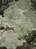 Xanthoparmelia conspersa image