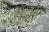 Xanthoparmelia angustiphylla image