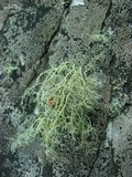 Usnea halei image
