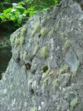 Usnea halei image
