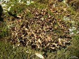 Sticta beauvoisii image