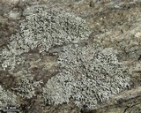 Physcia subtilis image