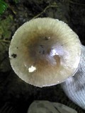Amanita pseudoporphyria image