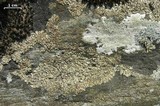 Phaeophyscia sciastra image