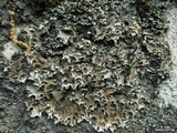 Peltigera rufescens image