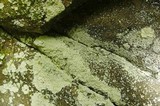 Lepraria lobificans image