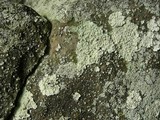 Lepraria lobificans image