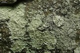 Lepraria lobificans image