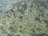 Dimelaena oreina image